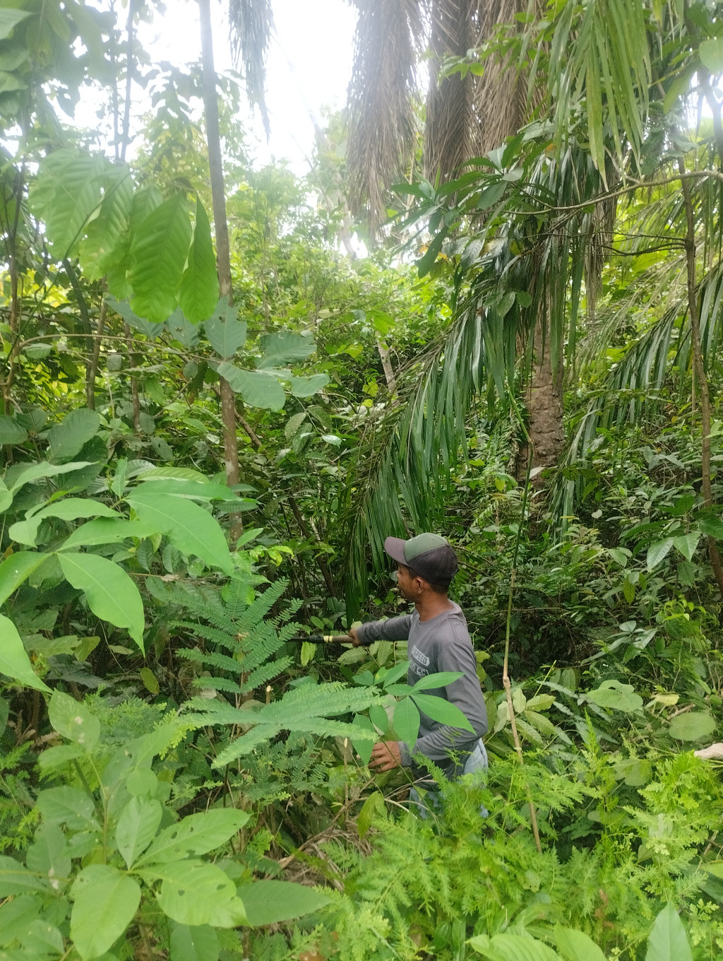 Perkebunan Kelapa Sawit